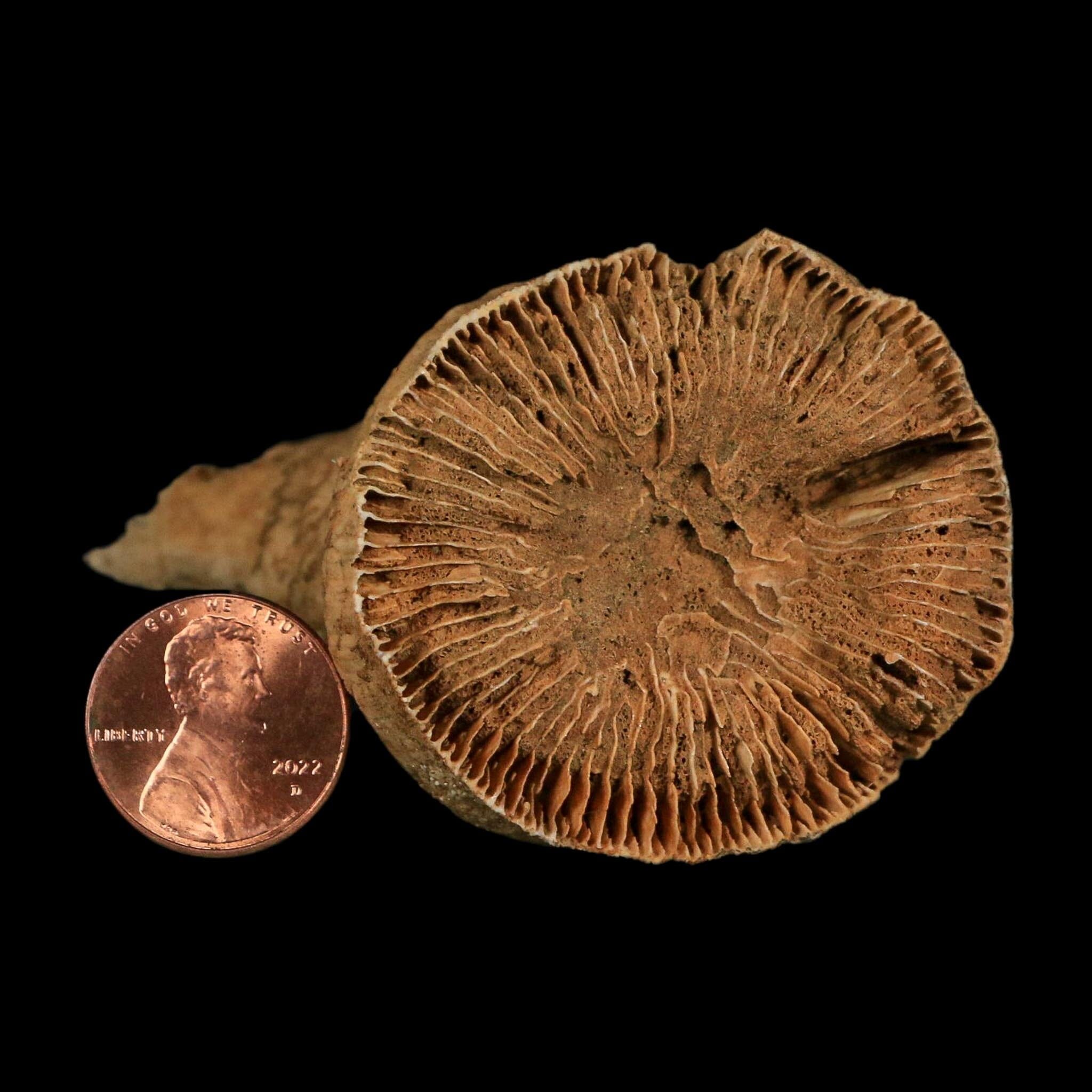 3" Rugose Horn Coral Fossil Devonian Age Speed Quarry, Clark County, Indiana