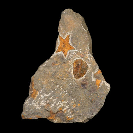 28MM Brittlestar Petraster Starfish Fossil Ordovician Age Blekus Morocco COA