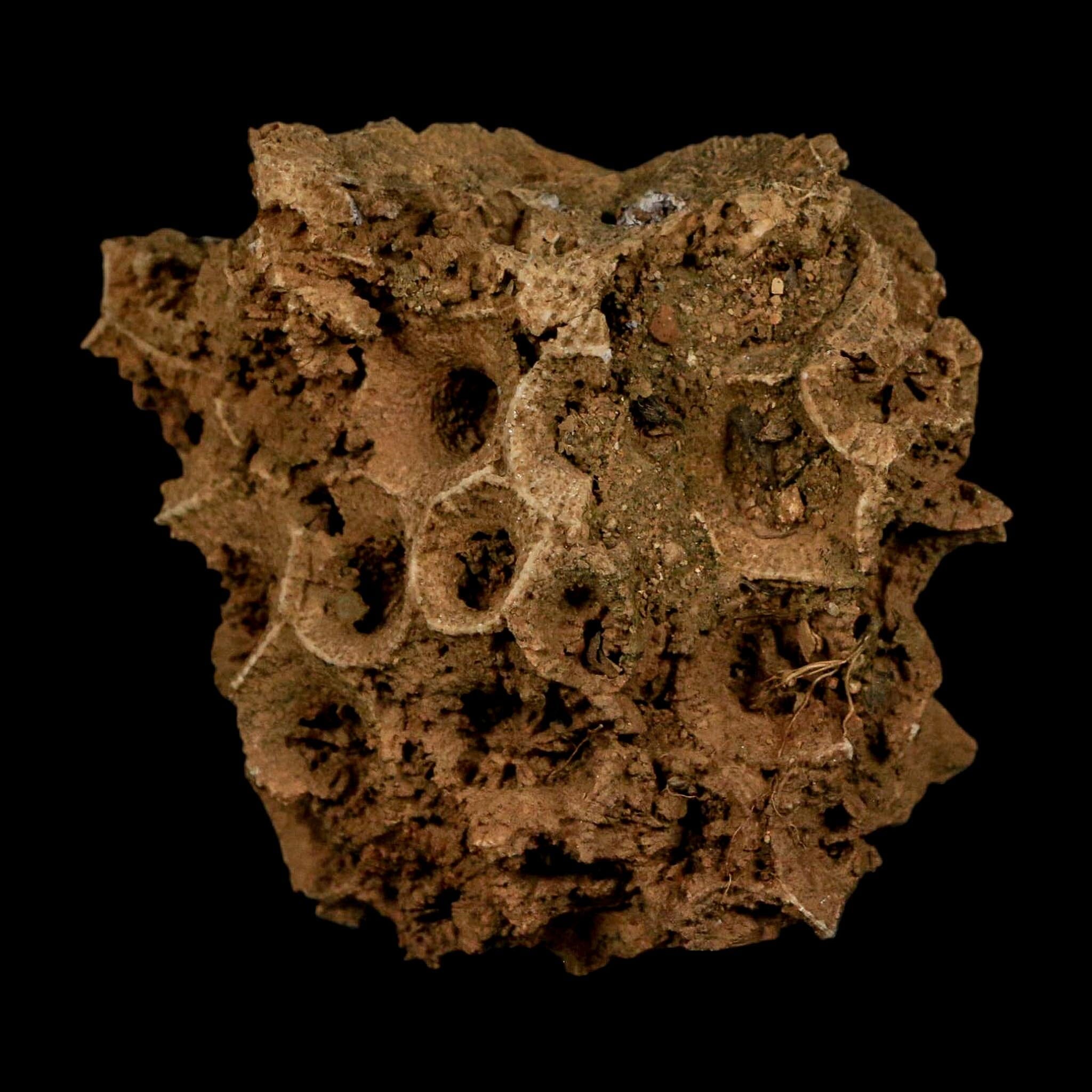2.4" Colonial Rugose Coral Fossil Devonian Age Speed Quarry, Clark County, Indiana - Fossil Age Minerals