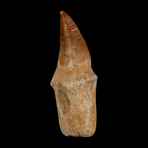 2.4" Mosasaur Prognathodon Anceps Fossil Tooth Rooted Cretaceous Dinosaur Era COA