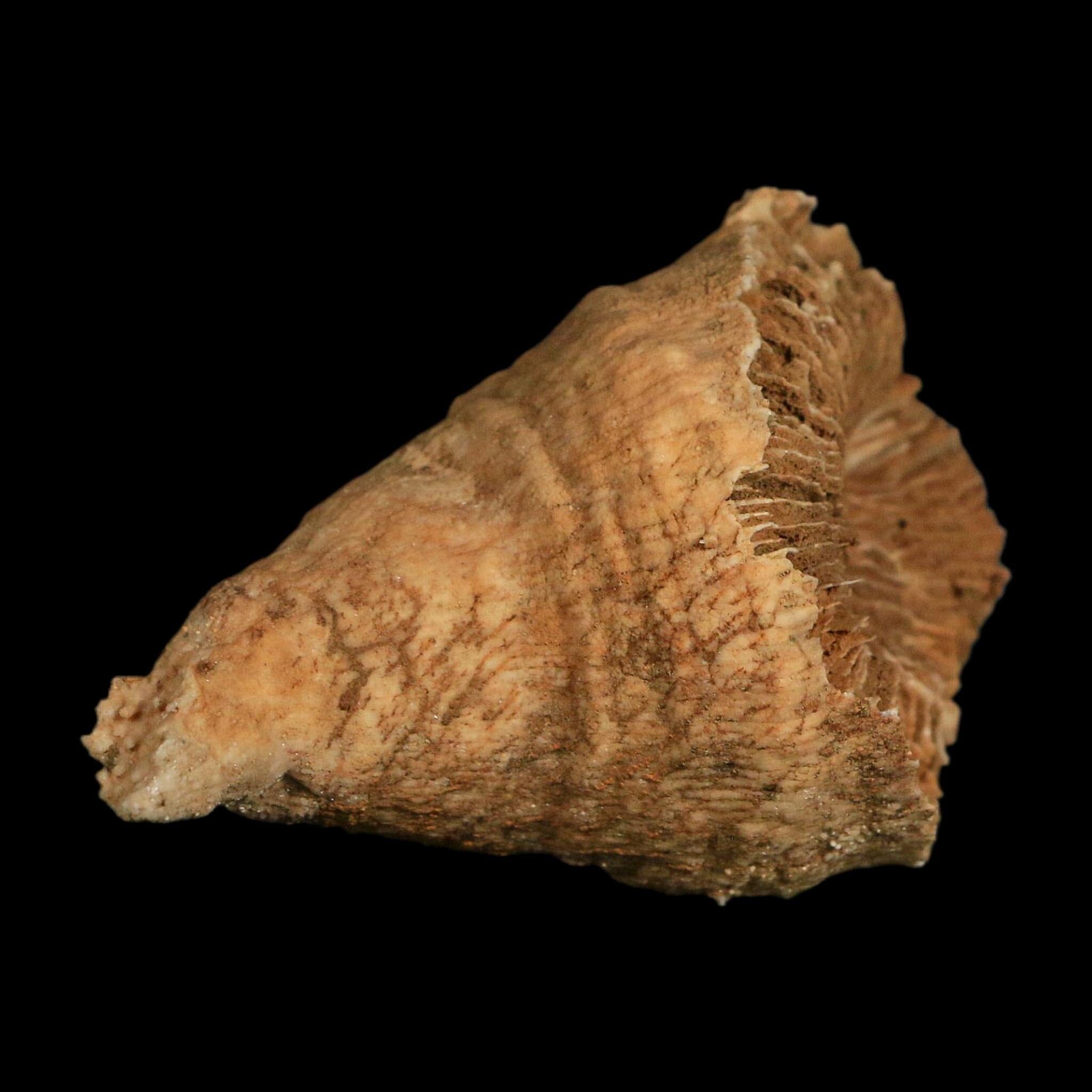 3" Rugose Horn Coral Fossil Devonian Age Speed Quarry, Clark County, Indiana