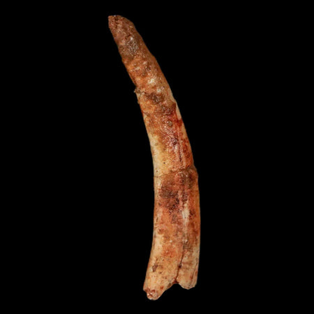 XL 1.9" Pterosaur Coloborhynchus Fossil Tooth Upper Cretaceous Morocco COA Stand