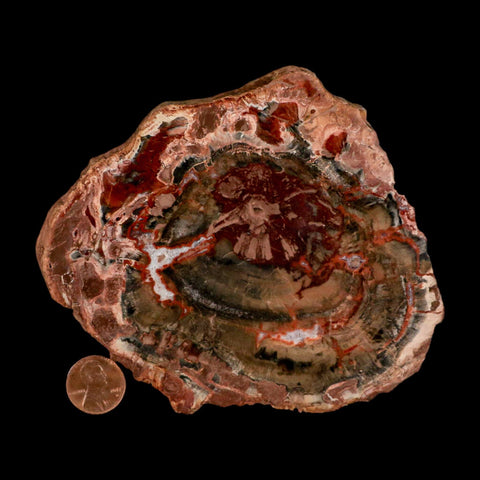 4.9" Fossilized Polished Petrified Wood Branch Madagascar 66-225 Million Yrs Old - Fossil Age Minerals