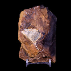 Ginkgo Fossil Leafs