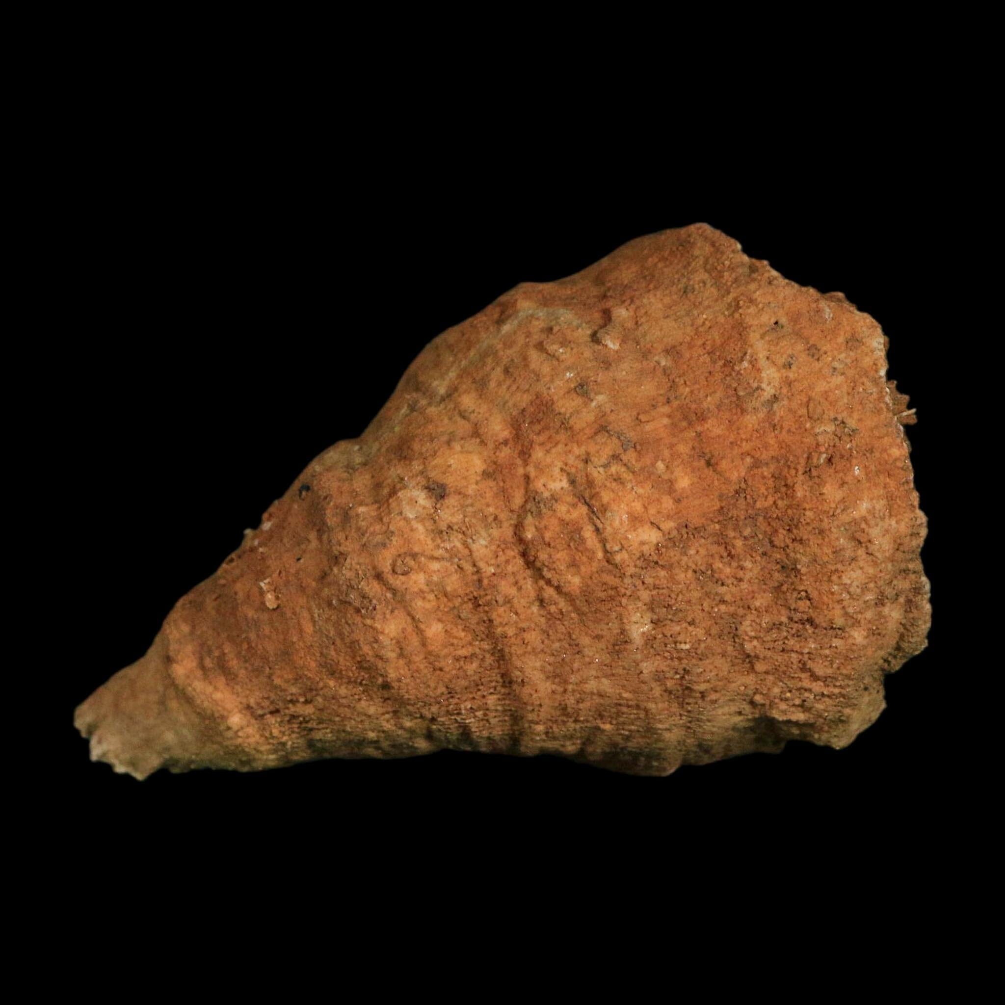 3" Rugose Horn Coral Fossil Devonian Age Speed Quarry, Clark County, Indiana