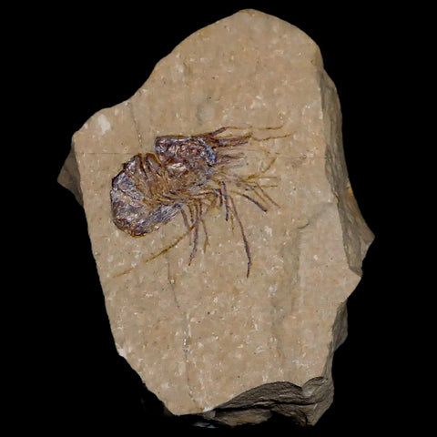 1.5" Fossil Shrimp Carpopenaeus Cretaceous Age 100 Mil Yrs Old Lebanon COA - Fossil Age Minerals