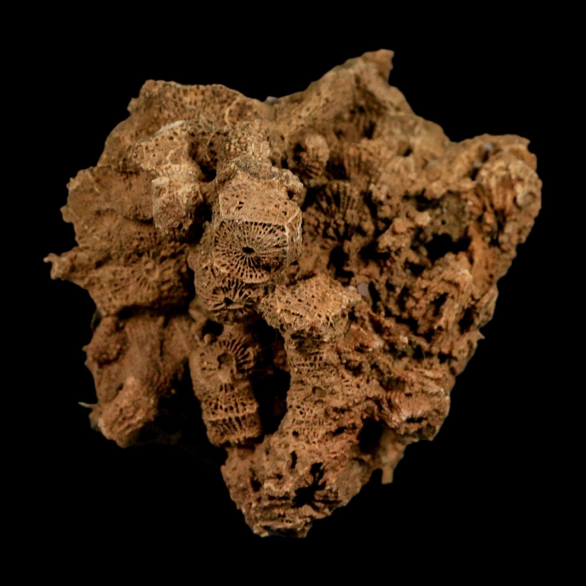 2.4" Colonial Rugose Coral Fossil Devonian Age Speed Quarry, Clark County, Indiana - Fossil Age Minerals