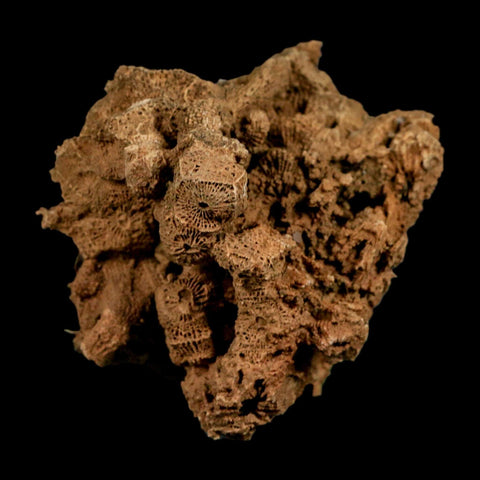2.4" Colonial Rugose Coral Fossil Devonian Age Speed Quarry, Clark County, Indiana - Fossil Age Minerals