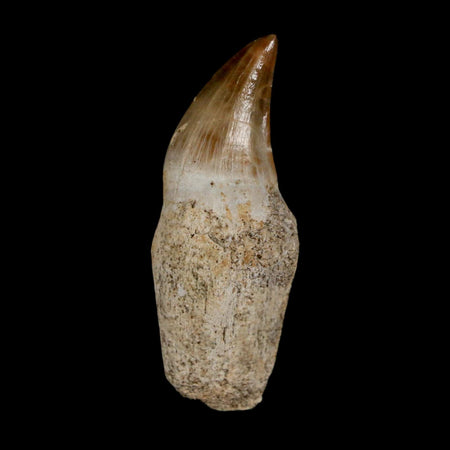 2.1" Halisaurus Walkeri Mosasaur Fossil Tooth Rooted Cretaceous Dinosaur Era COA