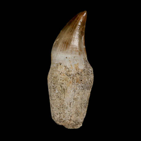 2.1" Halisaurus Walkeri Mosasaur Fossil Tooth Rooted Cretaceous Dinosaur Era COA