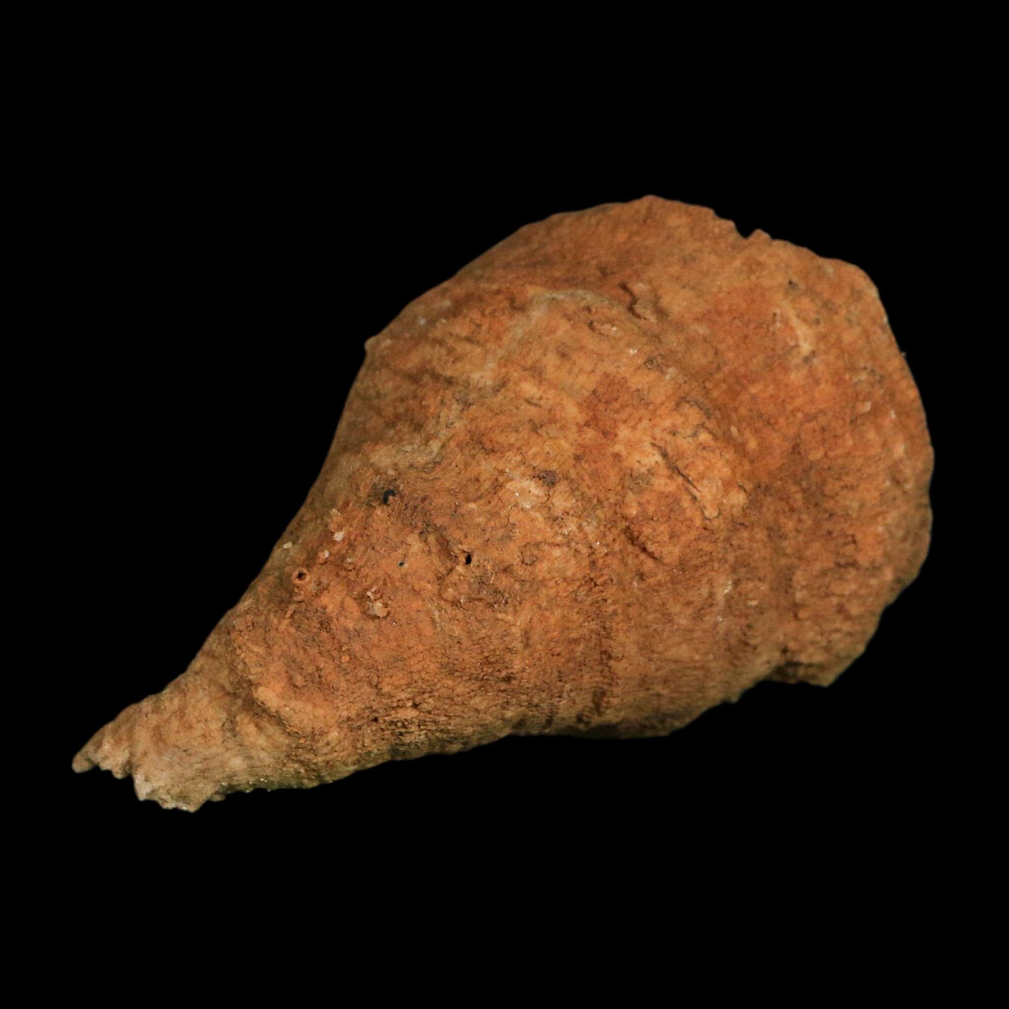 3" Rugose Horn Coral Fossil Devonian Age Speed Quarry, Clark County, Indiana