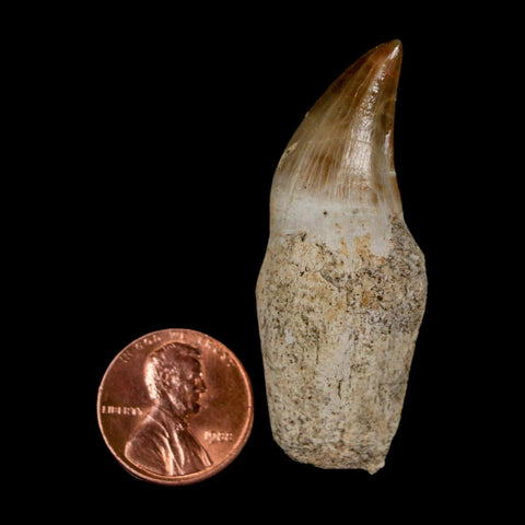 2.1" Halisaurus Walkeri Mosasaur Fossil Tooth Rooted Cretaceous Dinosaur Era COA