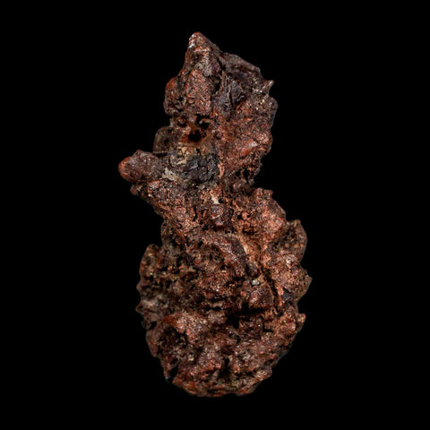 2.5" Prehistoric Coprolite Fossil Specimen Poop Dung Miocene Madagascar - Fossil Age Minerals