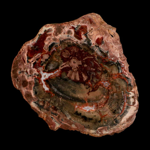 4.9" Fossilized Polished Petrified Wood Branch Madagascar 66-225 Million Yrs Old - Fossil Age Minerals