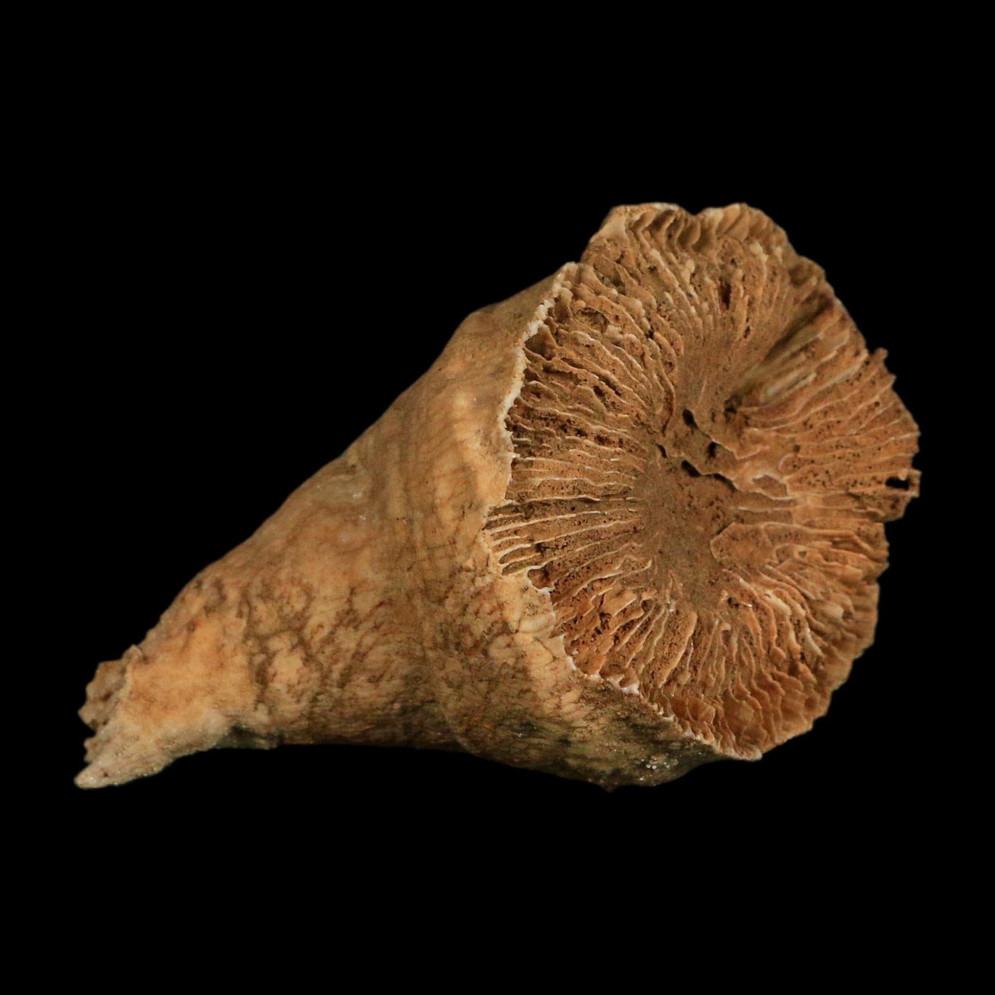 3" Rugose Horn Coral Fossil Devonian Age Speed Quarry, Clark County, Indiana