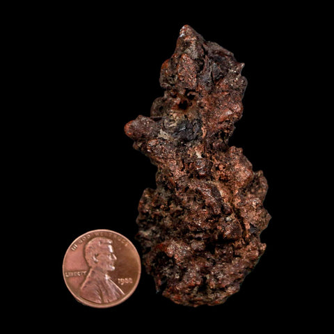 2.5" Prehistoric Coprolite Fossil Specimen Poop Dung Miocene Madagascar - Fossil Age Minerals