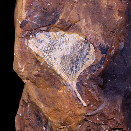 1.4" Detailed Ginkgo Cranei Fossil Plant Leaf Morton County, ND Paleocene Age COA