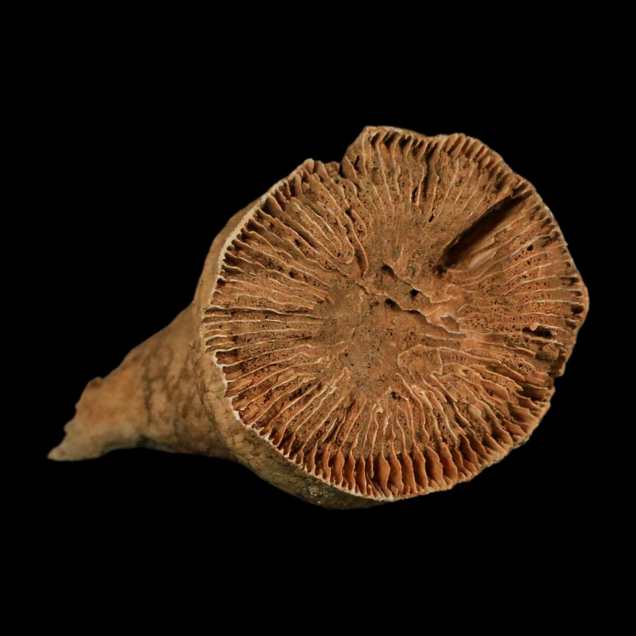 3" Rugose Horn Coral Fossil Devonian Age Speed Quarry, Clark County, Indiana