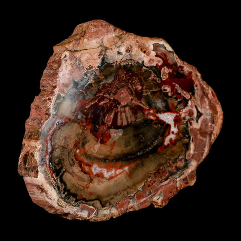 4.9" Fossilized Polished Petrified Wood Branch Madagascar 66-225 Million Yrs Old - Fossil Age Minerals