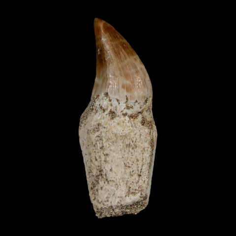 2.1" Halisaurus Walkeri Mosasaur Fossil Tooth Rooted Cretaceous Dinosaur Era COA