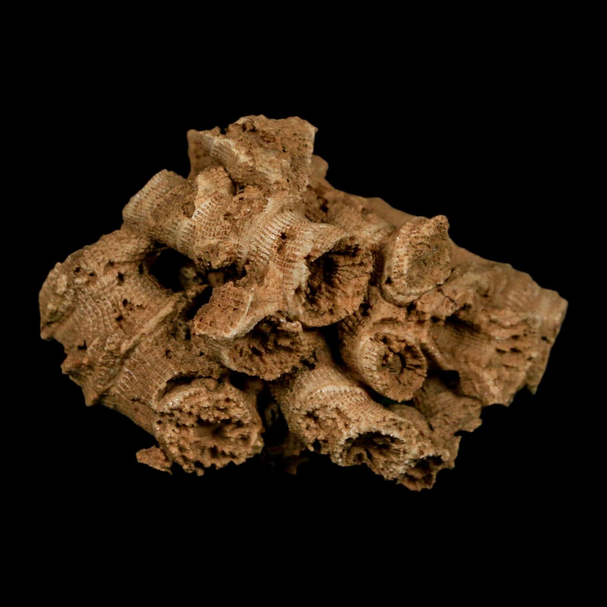 2.2" Colonial Rugose Coral Fossil Devonian Age Speed Quarry, Clark County, Indiana - Fossil Age Minerals