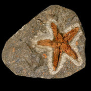 26MM Brittlestar Petraster Starfish Fossil Ordovician Age Blekus Morocco COA