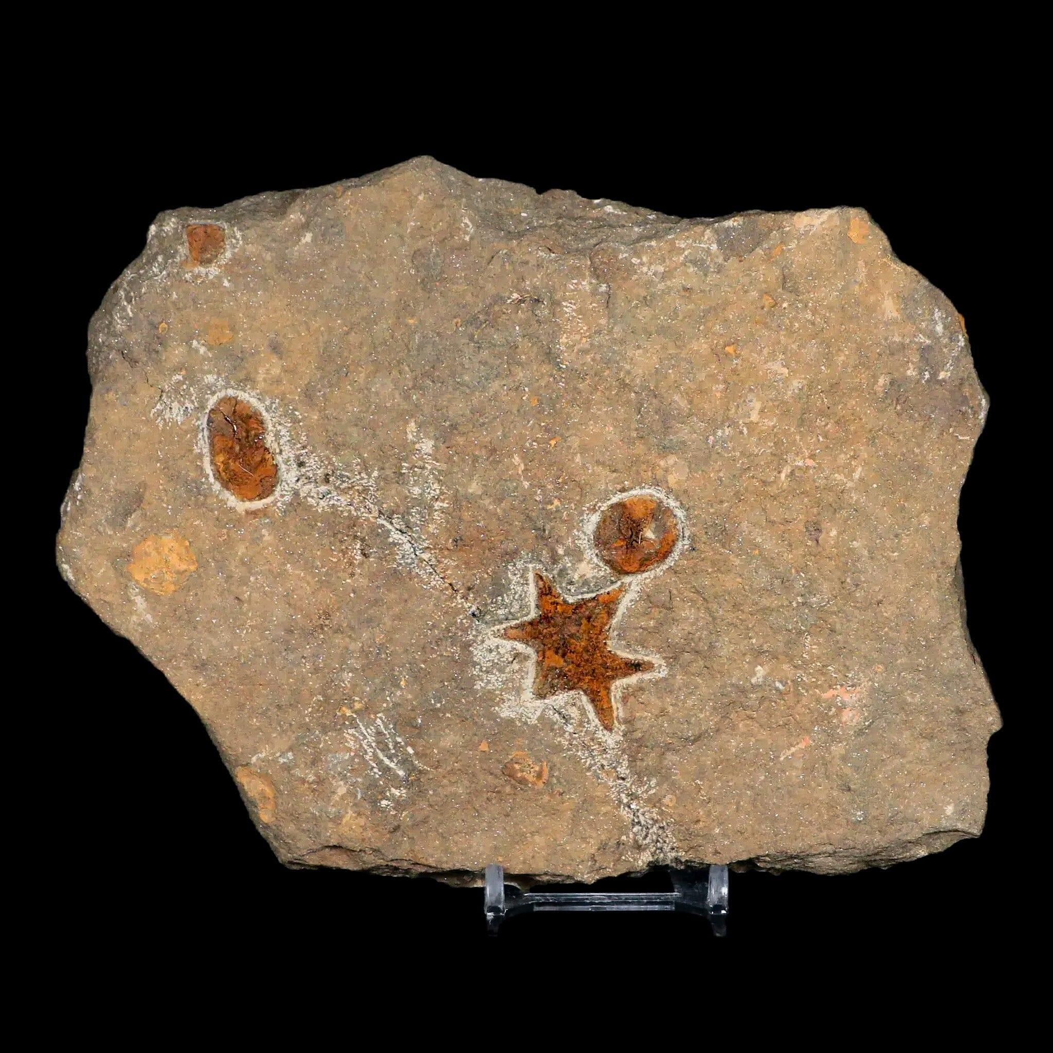 31MM Brittle Star Petraster Starfish Fossil Ordovician Age Blekus Morocco COA - Fossil Age Minerals
