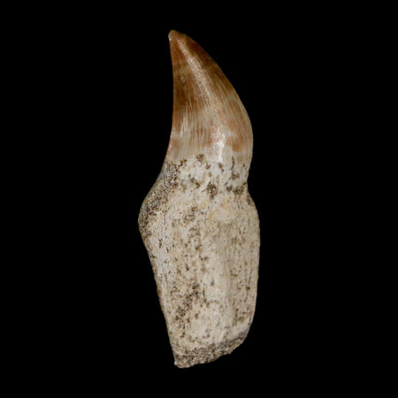 2.1" Halisaurus Walkeri Mosasaur Fossil Tooth Rooted Cretaceous Dinosaur Era COA