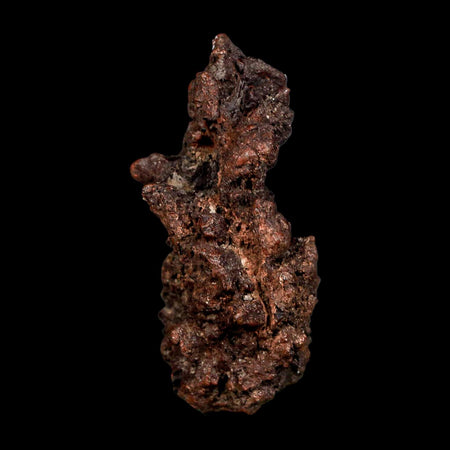 2.5" Prehistoric Coprolite Fossil Specimen Poop Dung Miocene Madagascar