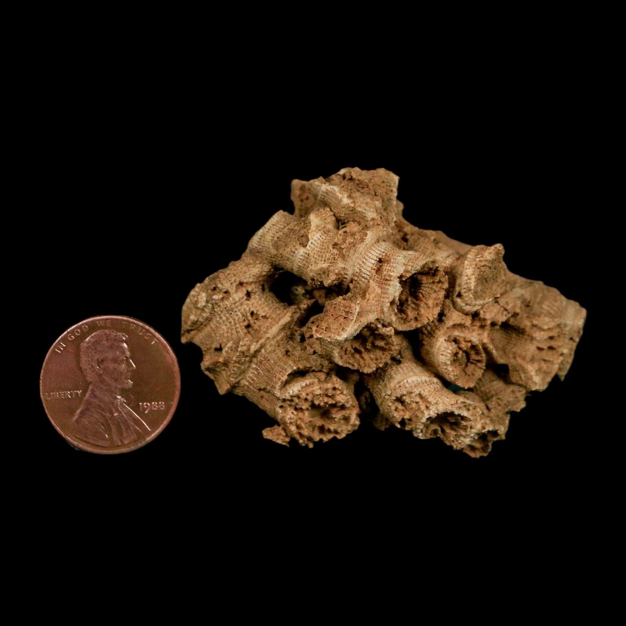 2.2" Colonial Rugose Coral Fossil Devonian Age Speed Quarry, Clark County, Indiana - Fossil Age Minerals