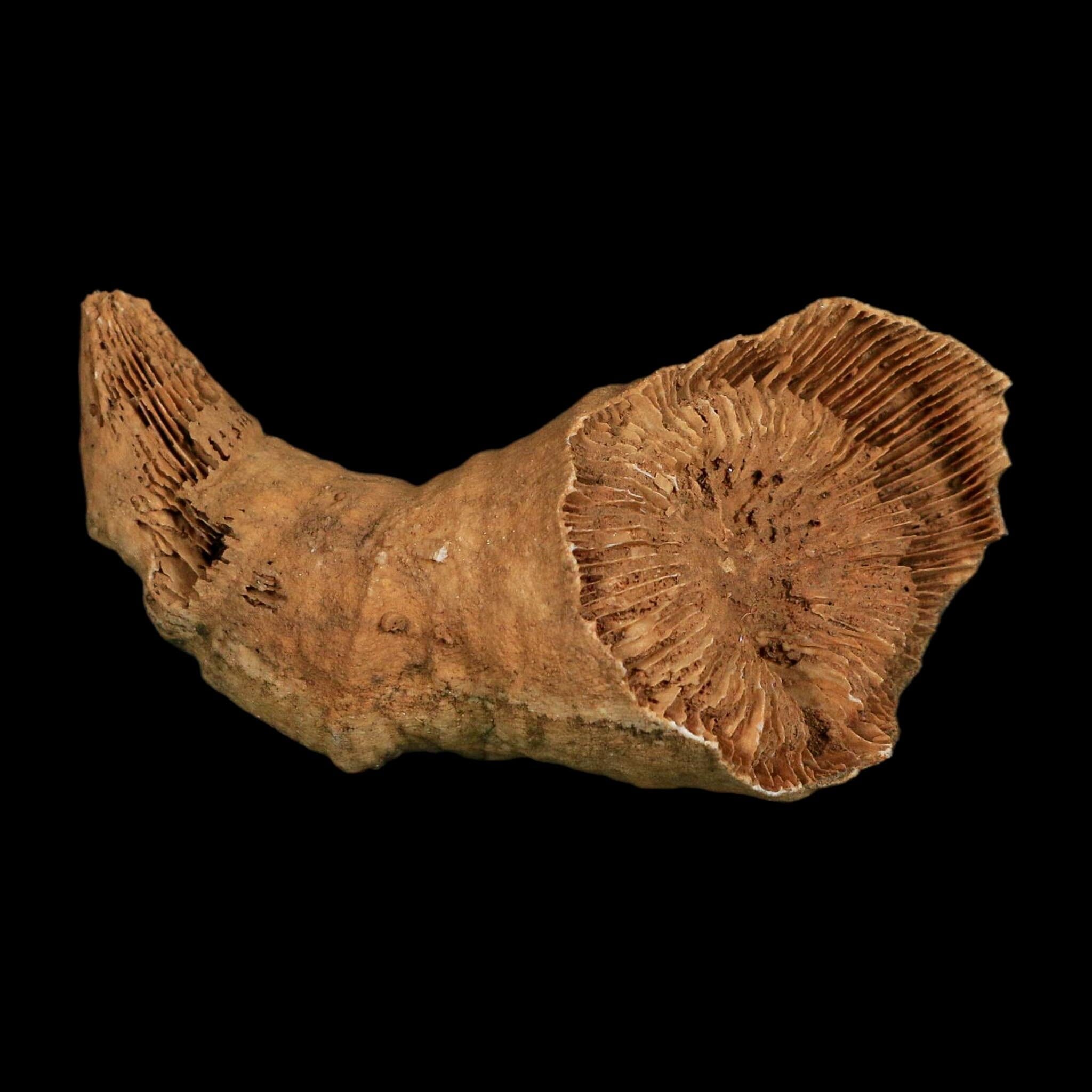 3.2" Rugose Horn Coral Fossil Devonian Age Speed Quarry, Clark County, Indiana