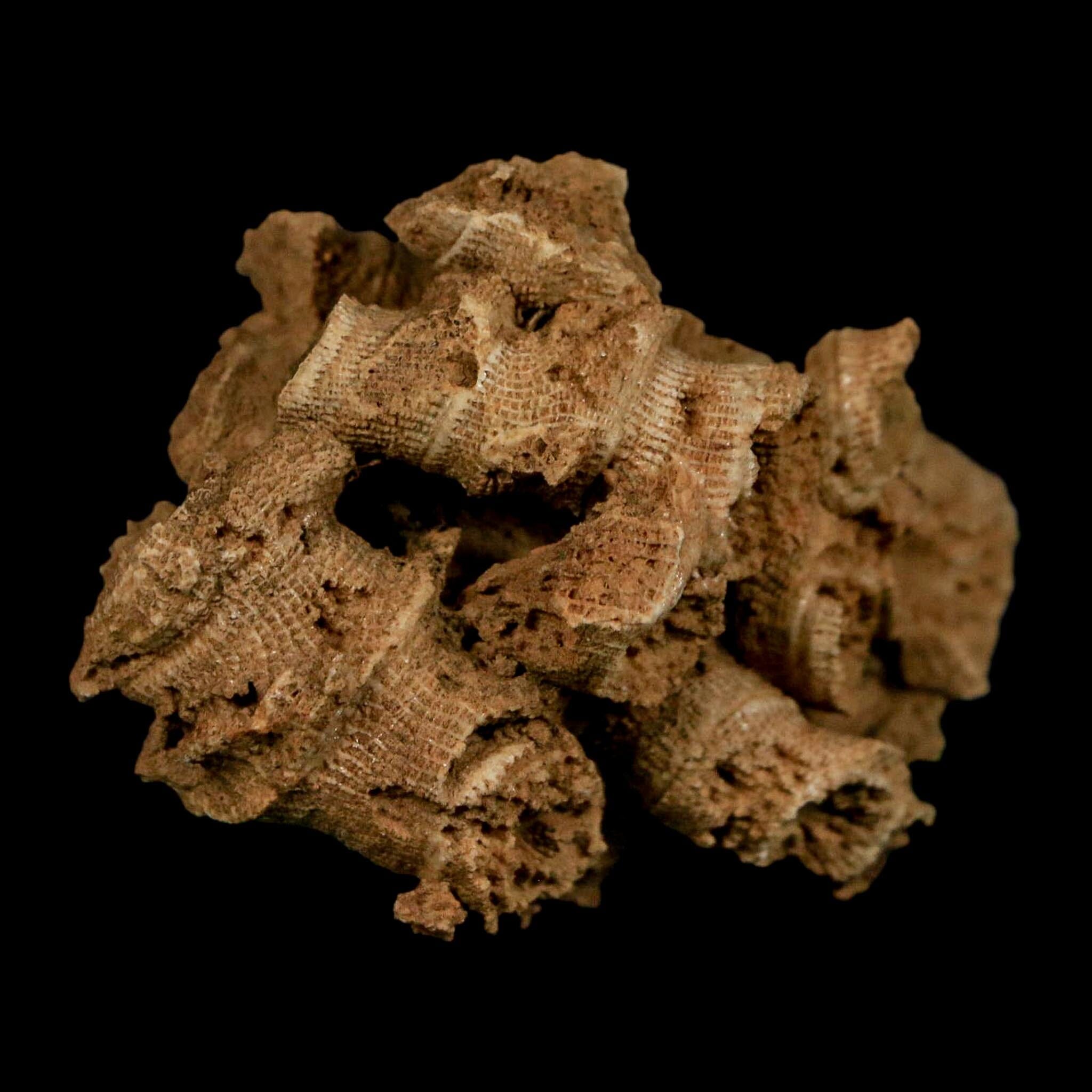 2.2" Colonial Rugose Coral Fossil Devonian Age Speed Quarry, Clark County, Indiana - Fossil Age Minerals