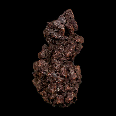 2.5" Prehistoric Coprolite Fossil Specimen Poop Dung Miocene Madagascar - Fossil Age Minerals
