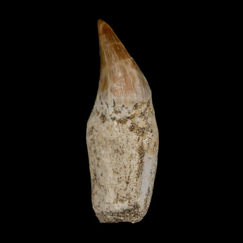 2.1" Halisaurus Walkeri Mosasaur Fossil Tooth Rooted Cretaceous Dinosaur Era COA