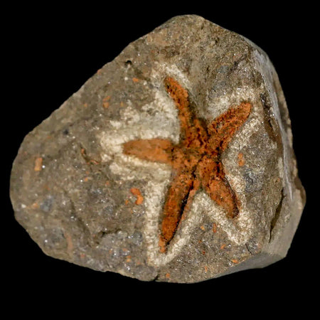26MM Brittlestar Petraster Starfish Fossil Ordovician Age Blekus Morocco COA