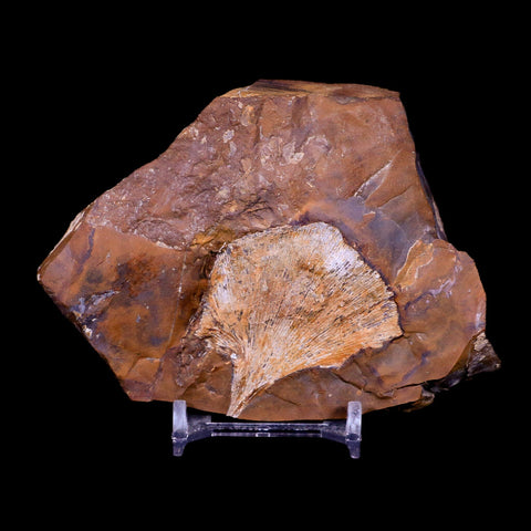 2" Detailed Ginkgo Cranei Fossil Plant Leaf Morton County, ND Paleocene Age COA - Fossil Age Minerals