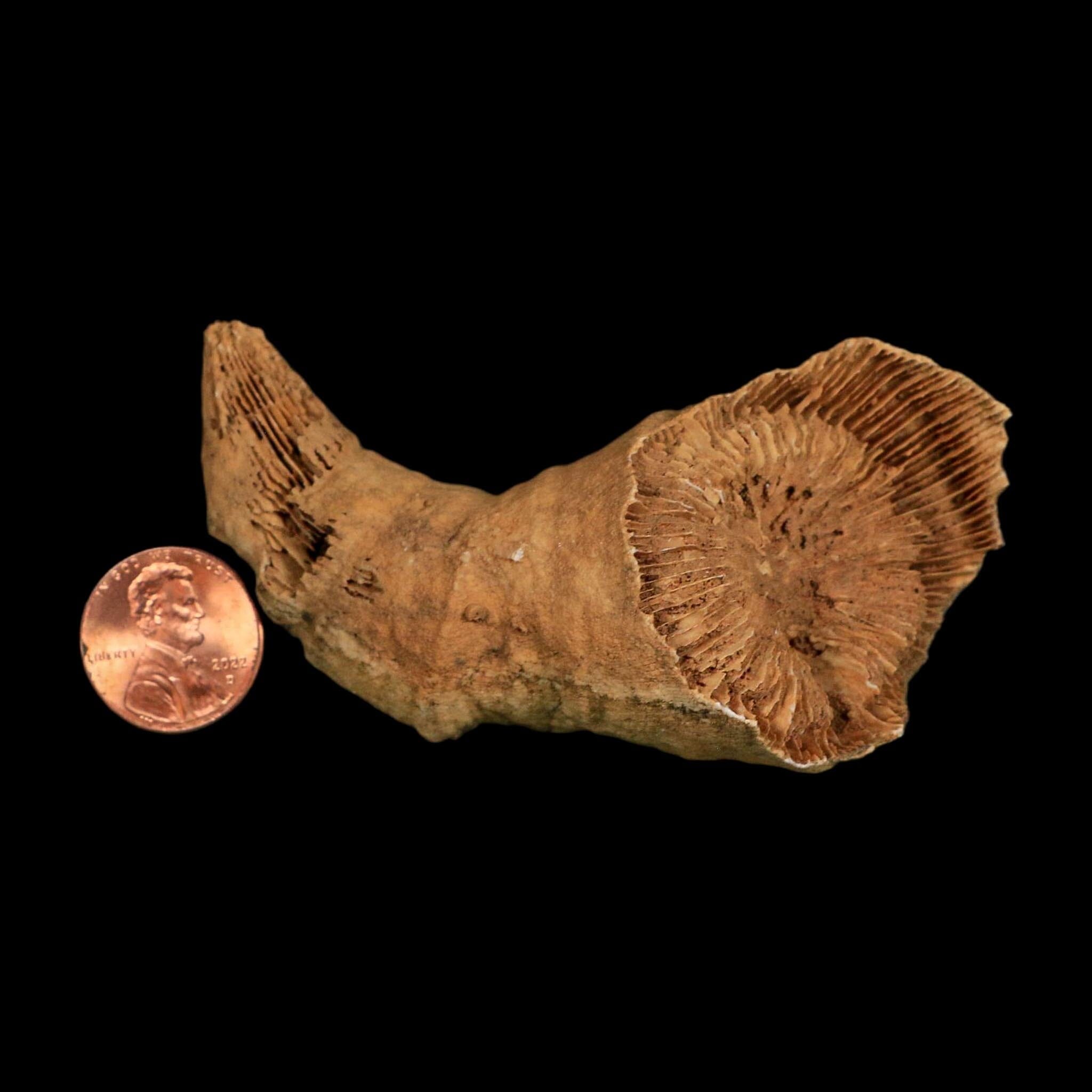 3.2" Rugose Horn Coral Fossil Devonian Age Speed Quarry, Clark County, Indiana