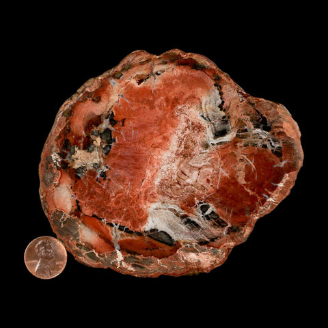 4.5" Fossilized Polished Petrified Wood Branch Madagascar 66-225 Million Yrs Old - Fossil Age Minerals