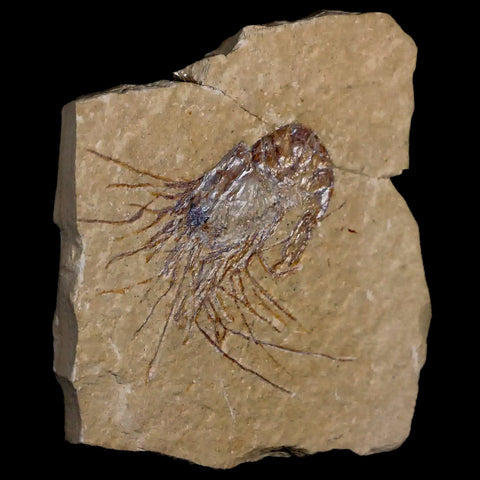 1.8" Fossil Shrimp Carpopenaeus Cretaceous Age 100 Mil Yrs Old Lebanon COA - Fossil Age Minerals