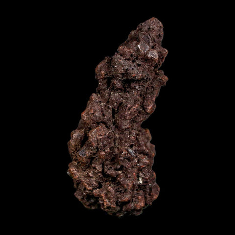 2.5" Prehistoric Coprolite Fossil Specimen Poop Dung Miocene Madagascar - Fossil Age Minerals