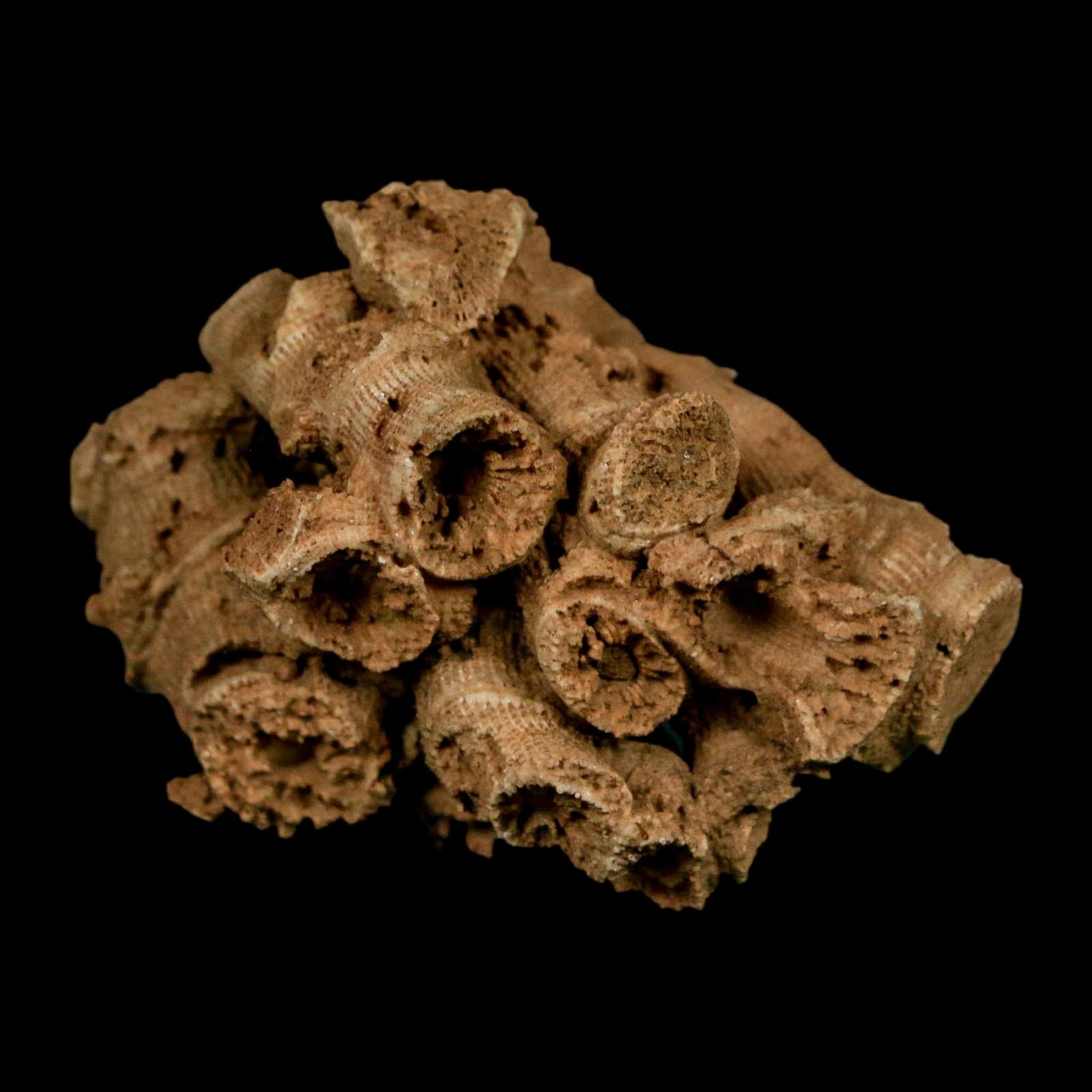 2.2" Colonial Rugose Coral Fossil Devonian Age Speed Quarry, Clark County, Indiana - Fossil Age Minerals