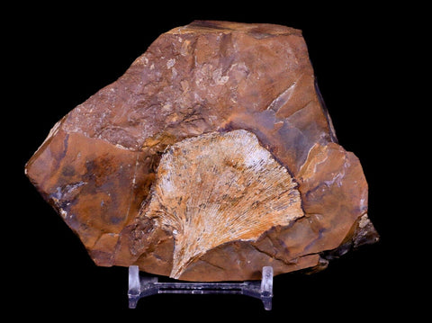 2" Detailed Ginkgo Cranei Fossil Plant Leaf Morton County, ND Paleocene Age COA - Fossil Age Minerals