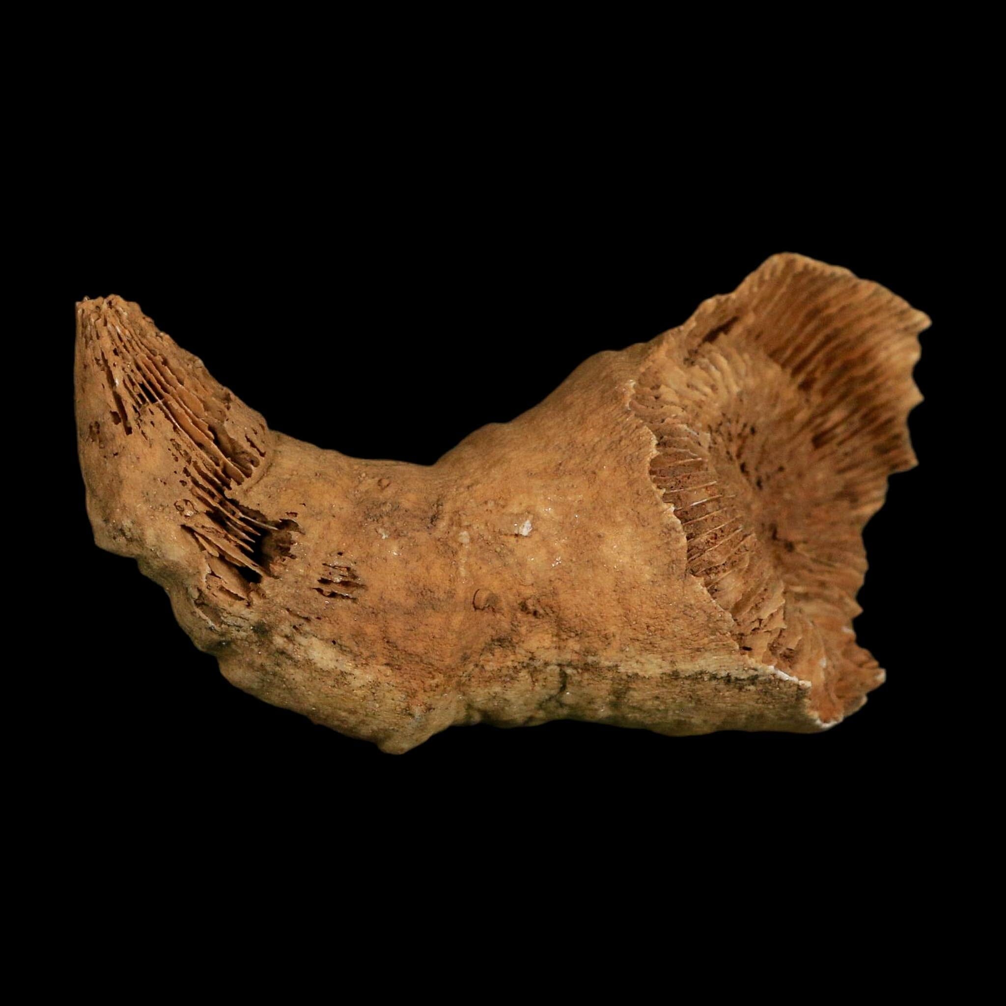 3.2" Rugose Horn Coral Fossil Devonian Age Speed Quarry, Clark County, Indiana