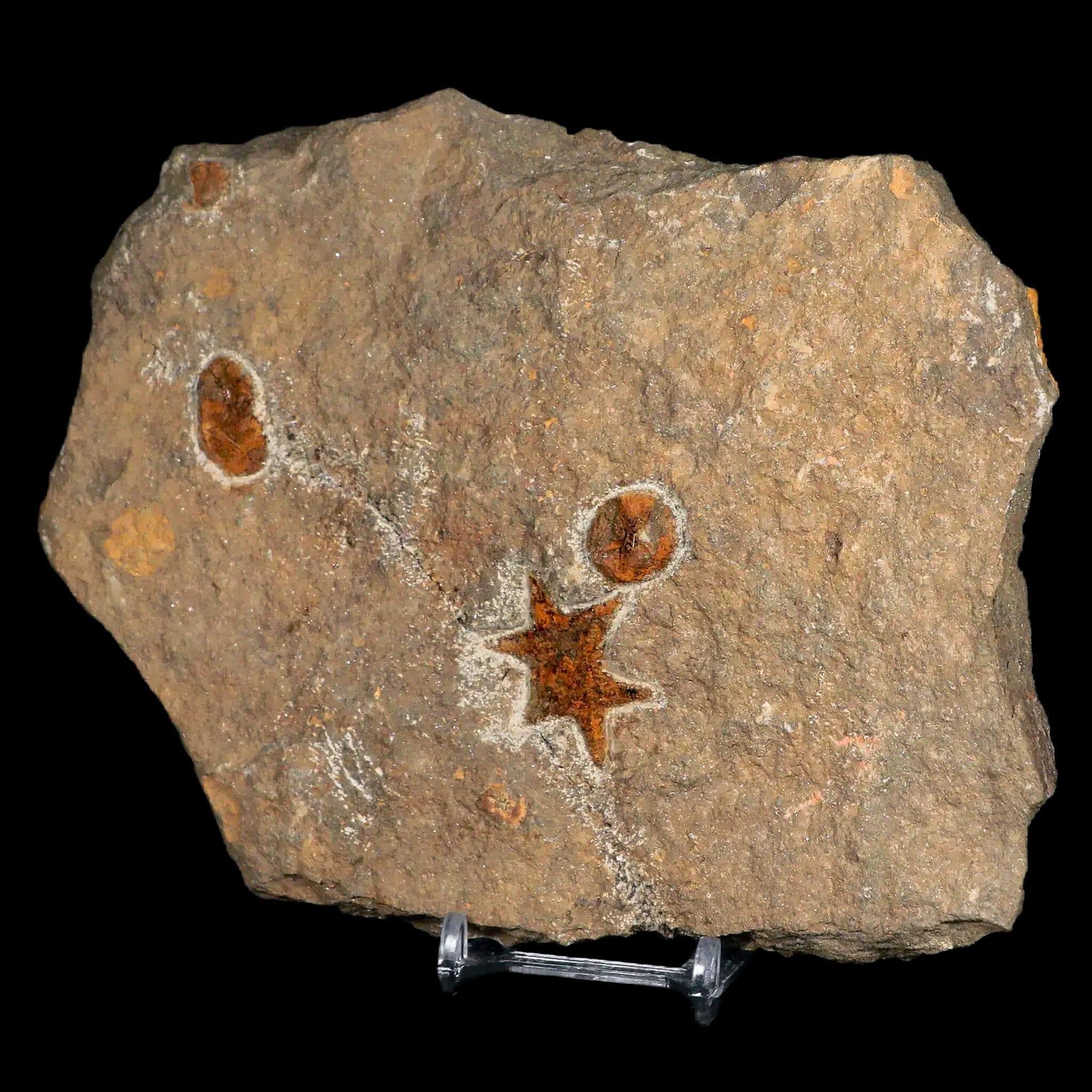 31MM Brittle Star Petraster Starfish Fossil Ordovician Age Blekus Morocco COA - Fossil Age Minerals