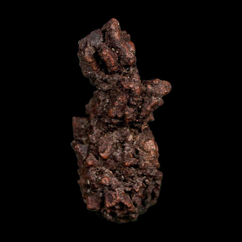 2.5" Prehistoric Coprolite Fossil Specimen Poop Dung Miocene Madagascar - Fossil Age Minerals