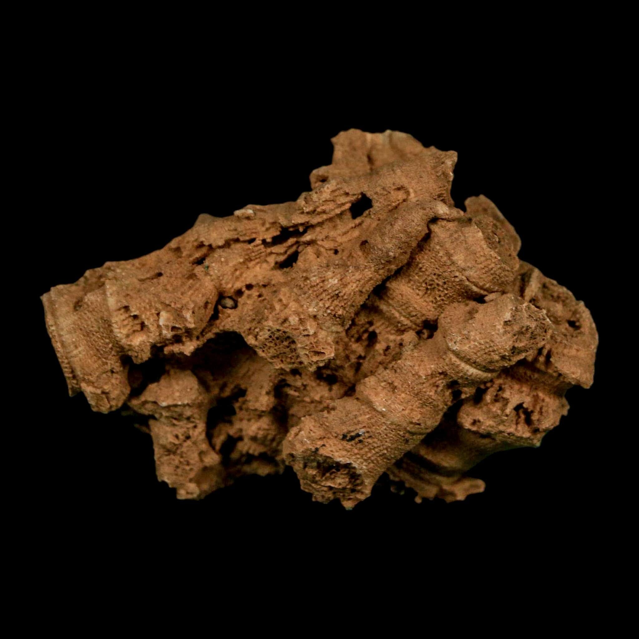 2.2" Colonial Rugose Coral Fossil Devonian Age Speed Quarry, Clark County, Indiana - Fossil Age Minerals