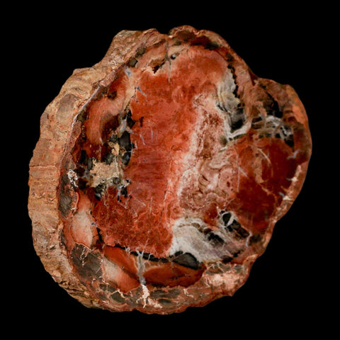 4.5" Fossilized Polished Petrified Wood Branch Madagascar 66-225 Million Yrs Old - Fossil Age Minerals