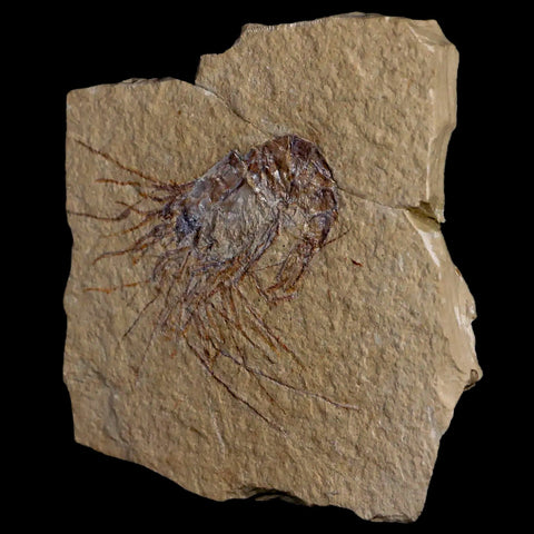 1.8" Fossil Shrimp Carpopenaeus Cretaceous Age 100 Mil Yrs Old Lebanon COA - Fossil Age Minerals