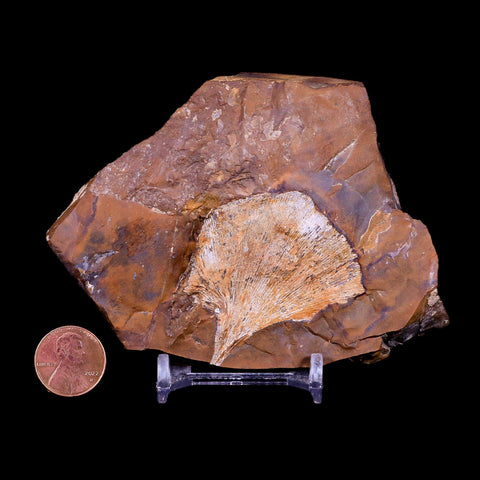 2" Detailed Ginkgo Cranei Fossil Plant Leaf Morton County, ND Paleocene Age COA - Fossil Age Minerals