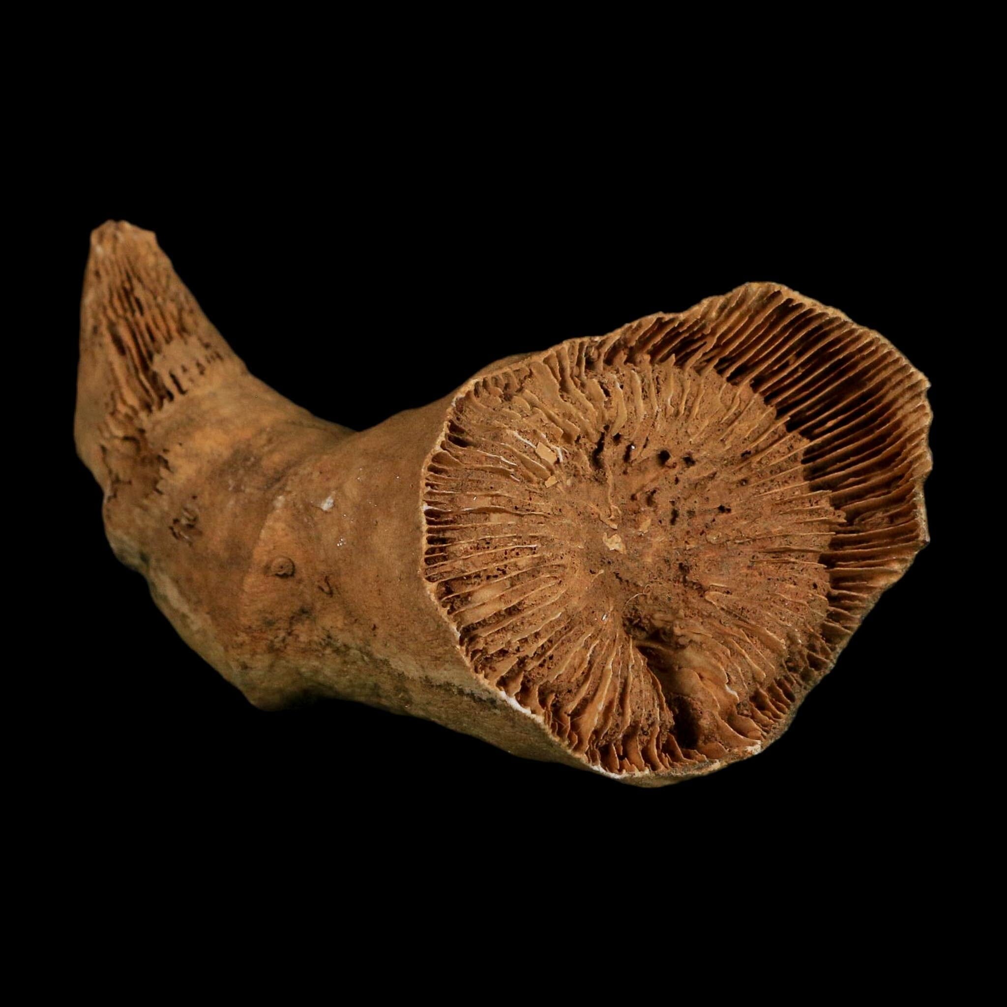 3.2" Rugose Horn Coral Fossil Devonian Age Speed Quarry, Clark County, Indiana